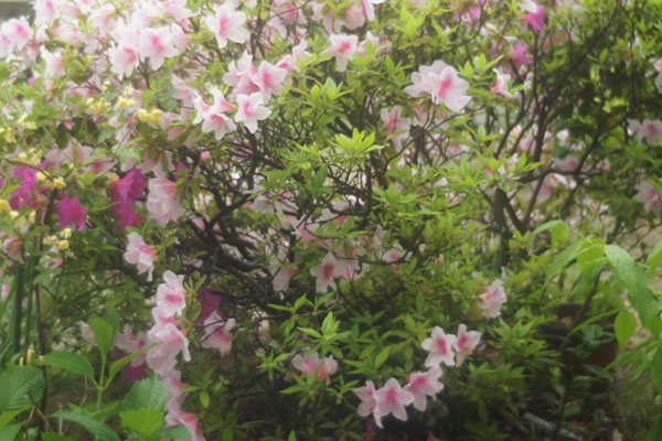 雨中のツツジ
